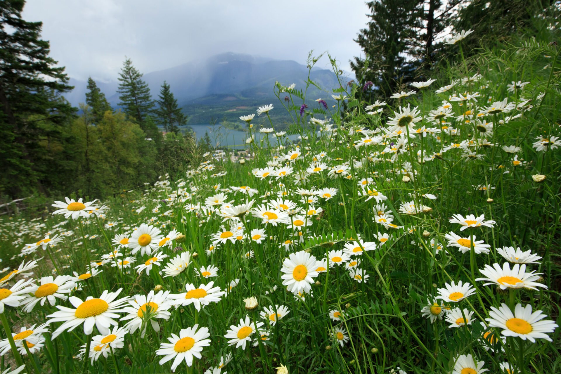 Cranbrook Forestry Consulting - Alpine Meadow